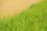 Rice planted at two different times on adjacent fields