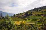 The Zangdhopelri Hotel is among the rice terraces high above Punakha