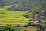 Rice terraces to the north of Punakha