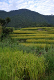 Hiking through the rice terraces