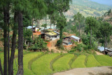 Rice terraces and simple adobe houses near Punakha