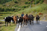 A small heard of cows on the road near Punakha
