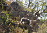 Gray Langur monkeys, Bhutan