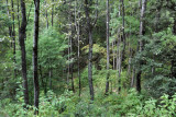 Forest along the trail to the Tigers Nest