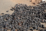 Thousands of medicine bottles litter the Al Shifa ruins