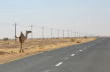 The first - of many - camels