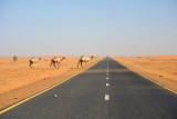 The lead camel seems to know where hes going...luckily traffic is light