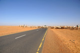 Large herd of camels crossing the highway northwest of Omdurman