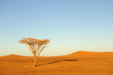 Lone acacia in the Libyan Desert, Sudan