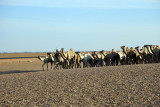 Camels being herded north bound for market in Egypt