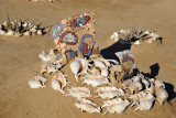 Sudan Red Sea Resort - seashells