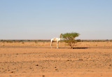 A white camel grazing on an acacia tree, Sudan