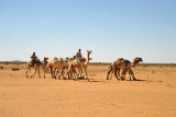 A small group of camels near Naqa