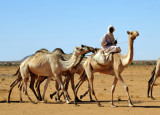Sudanese man on a camel leading three others
