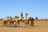 Camels along the track to Naqa