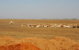 Man on camel herding sheep