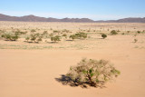 Hardy trees scattered across the Bayuda Desert