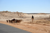 Sudanese man herding sheep and a donkey along the road, Bayuda Desert