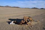 For this camel, that was perhaps 15 km too much...