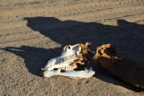 A camel that didnt survive the trek northward to market in Egypt