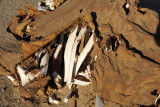 Camel hide with bleached bones