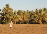 Nubian farming hoeing a field, Soleb