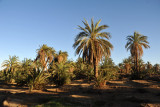 Walking through the palms to the Nile