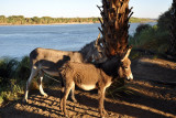 Donkeys on the banks of the Nile at Soleb