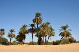 Palm trees and desert along the Nile