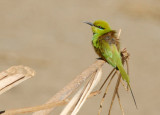 Green Bee-eater (Merops orientalis), Northern Sudan-Nubia
