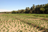 Agriculture similar to the mainland