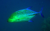 Bluefin Trevally (Caranx malampygus) Sudan-Red Sea