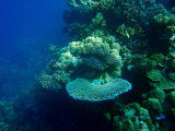 Coral - Abu Adila Reef, Sudan-Red Sea