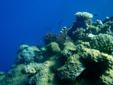 Abu Adila Reef, Sudan-Red Sea