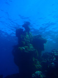 Abu Adila Reef, Sudan-Red Sea