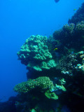 Abu Adila Reef, Sudan-Red Sea