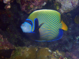 Emperor Angelfish (Pomacanthus imperator) - Sudan, Red Sea