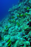 Red Sea Bannerfish (Heniochus intermedius)