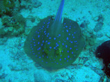 Blue-spotted Ray (Taeniura lymma), Shaab Rumi, Sudan-Red Sea