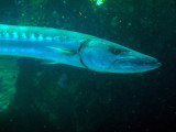 Barracuda close-up, Shaab Rumi, Sudan-Red Sea