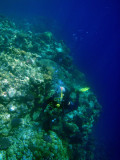 Shaab Rumi, Sudan-Red Sea