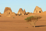 Lone tree on the desert floor, Mero