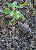 Zebra Dove (Geopelia striata), Mauritius