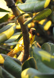 Village Weaver (Ploceus cucullatus)