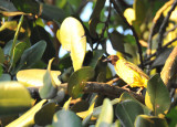 Village Weaver (Ploceus cucullatus), Mauritius