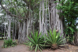 Banyan trees, Mauritius-Balaclava