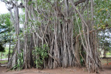 Banyan trees, Mauritius-Balaclava