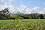 Sugar Cane Fields, Balaclava