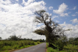 Tree with the nests of the Village Weaver bird