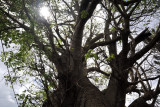 Giant tree, Arsenal, Mauritius
